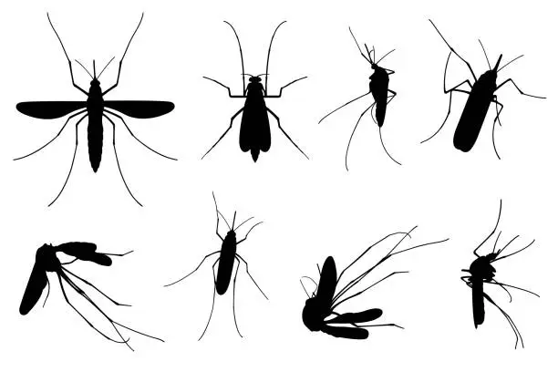Vector illustration of Set of different mosquitoes