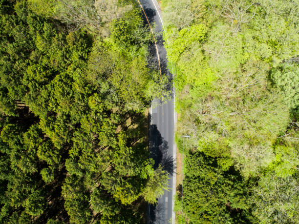 istock Aerial view of curved way in the forest 970816164
