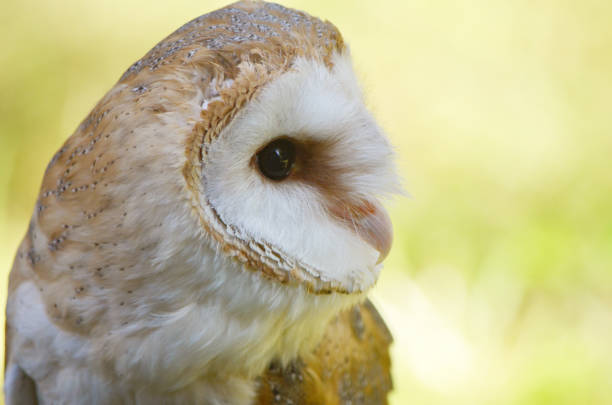 istock close-up of a barn owl looking right 970816326