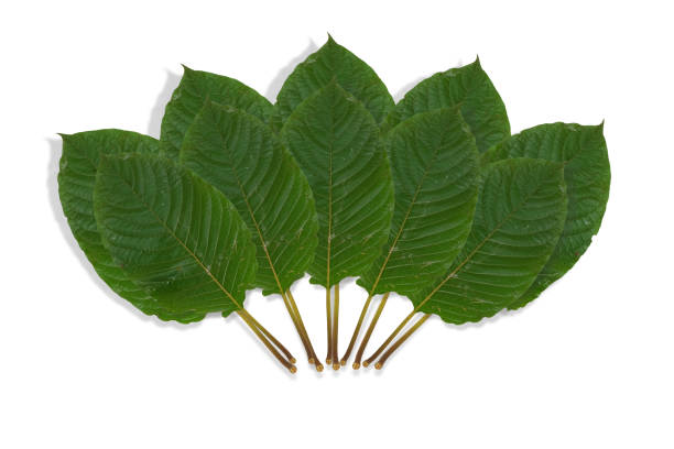 Mitragyna speciosa leaf (kratom), Kratom is Thai herbal which encourage health. isolated on white background stock photo