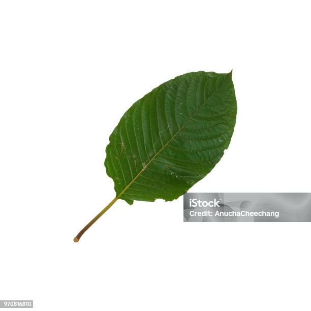 Mitragyna 천 엽 잎 Kratom 태국어 초본 건강을 격려 하는 이다 흰색 배경에 고립 개념에 대한 스톡 사진 및 기타 ...
