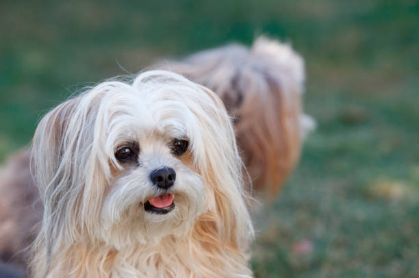 Russian Bolonka is a lovely toy breed of the Bichon type with short snout, drop ears, large dark eyes and long hair. Appearance similar to Maltese and Bolognese.