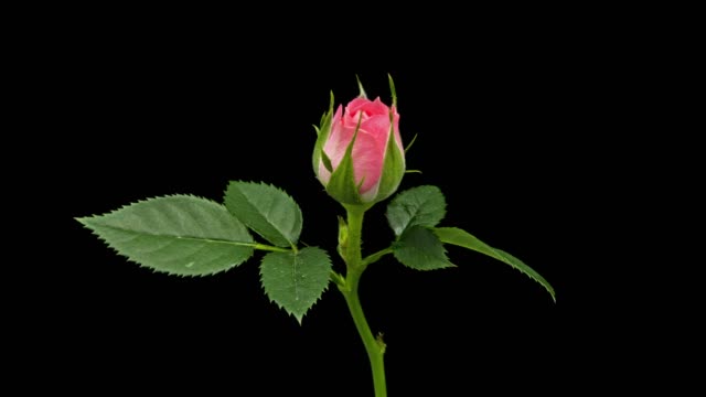 Pink Rose, Blooming Time Lapse