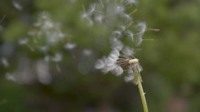 SLOW MOTION: Fluffy white blowball gets blown away into the green countryside.