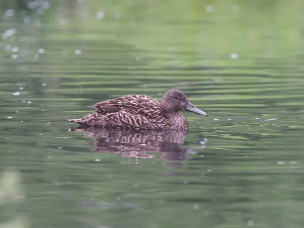 Photo of Meller's duck, Anas melleri