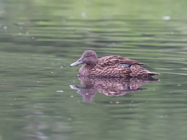 Photo of Meller's duck, Anas melleri