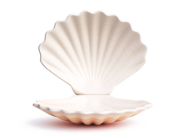 coquillage ouvert vide rendu 3d - shell photos et images de collection