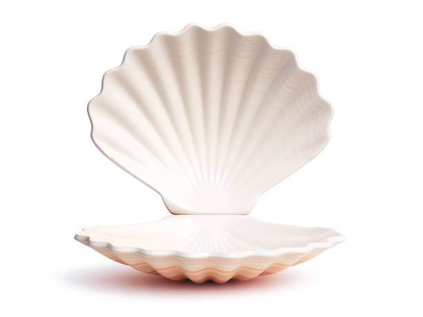 empty open seashell 3d rendering - concha imagens e fotografias de stock
