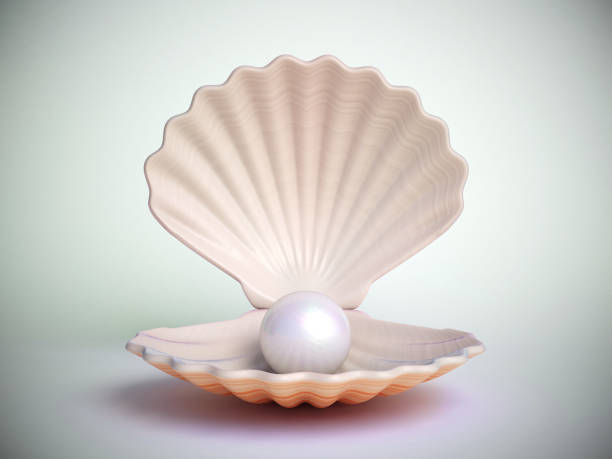 perle im inneren der muschel isoliert auf weißem hintergrund - pearl oyster shell white stock-fotos und bilder