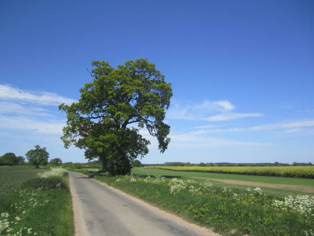 istock Oak tree by a country lane 970833244