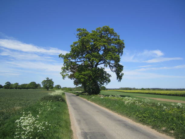 istock Oak tree by a country lane 970833262