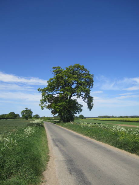 istock Oak tree by a country lane 970833350