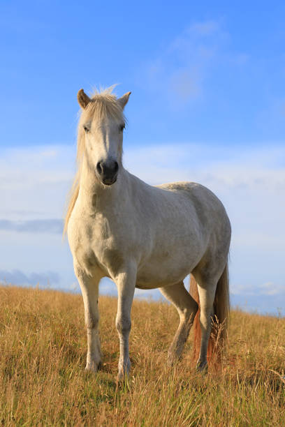 istock White color thoroughbred Icelandic horse 970837032