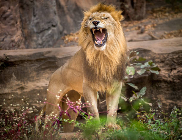 leone ruggente, in piedi in mezzo all'ambiente naturale della foresta. - roaring foto e immagini stock