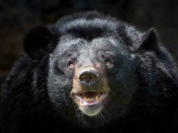 istock Face of a  Asian black bear. 970839272