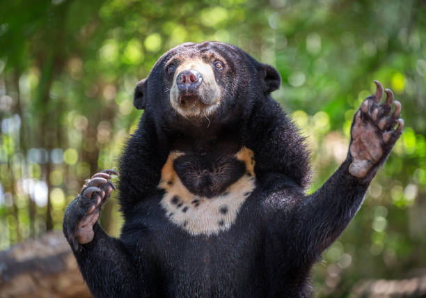 Malayan sun bear amidst the wild nature.