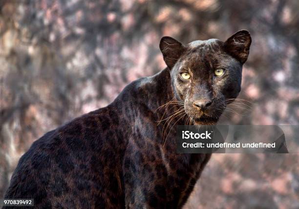 Pantera O Leopardo En Ambiente Natural Foto de stock y más banco de imágenes  de Animal - Animal, Animal joven, Animales cazando - iStock