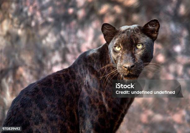 Pantera O Leopardo En Ambiente Natural Foto de stock y más banco de imágenes de Animal - Animal, Animal joven, Animales cazando - iStock Pantera O Leopardo En Ambiente Natural Foto de stock y más banco de imágenes de Animal - Animal, Animal joven, Animales cazando - iStock