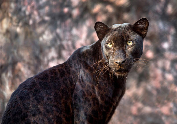 istock Panther or leopard in natural atmosphere. 970839492