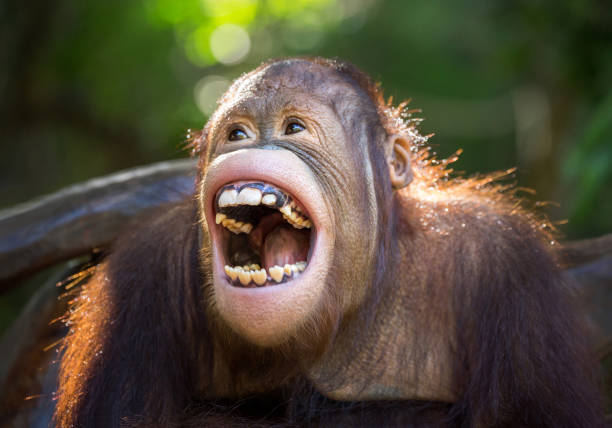 the orangutan is laughing happily. - orangutan ape endangered species zoo imagens e fotografias de stock