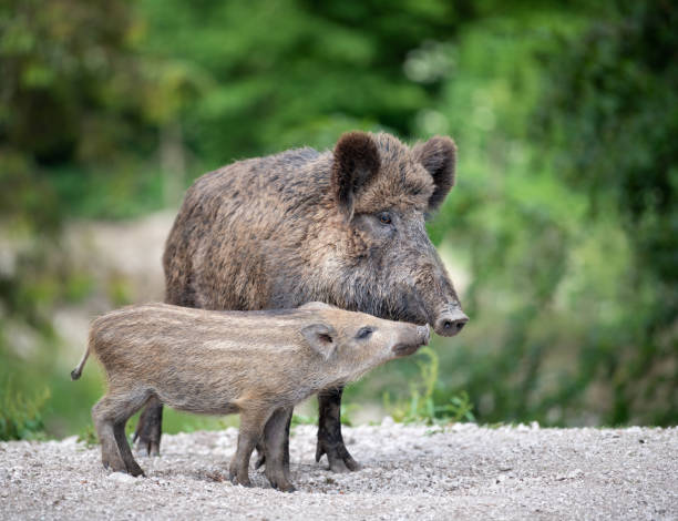 Wild Boar, Wildschwein, with Piglet / Ferkel