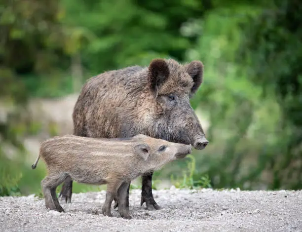 Wild Boar, Wildschwein, with Piglet / Ferkel