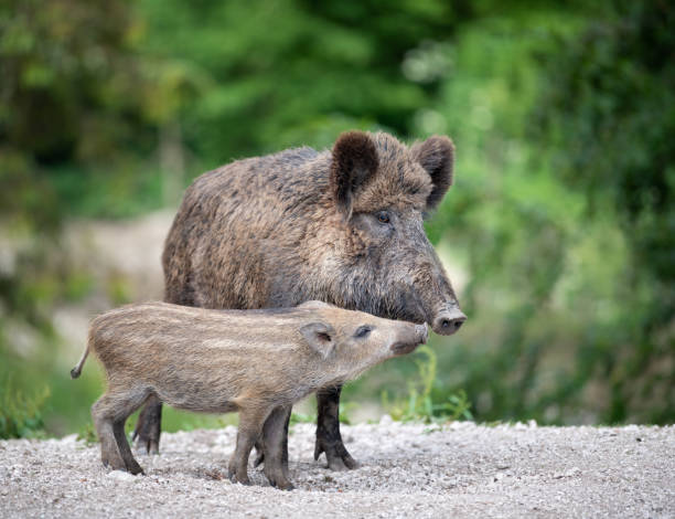 vildsvin, wildschwein, med nasse / ferkel - wild boar bildbanksfoton och bilder