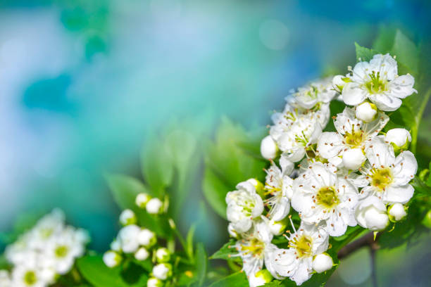 開花のリンゴの木、桜、ボケと明るい青緑色の背景の夏の庭にサンザシの美しい分岐します。春には花をつけた枝は。 - branch blossom flower peach tree ストックフォトと画像