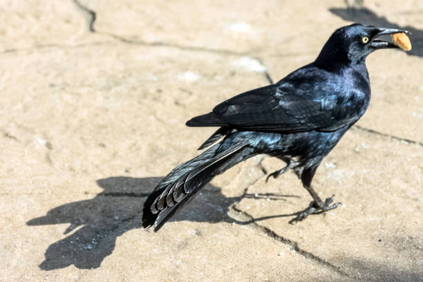 istock The Greater Antillean grackle (Quiscalus niger) - Varadero, Cuba 970849740
