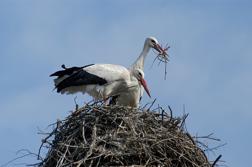 white stork at nest (Ciconia ciconia)