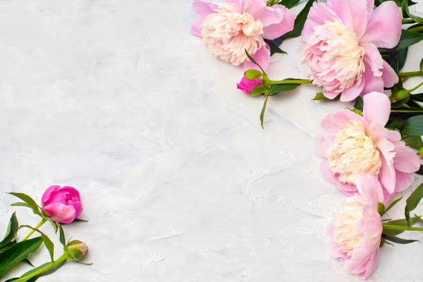 istock Pink peonies on white background. Holiday background, copy space, top view. 970852794