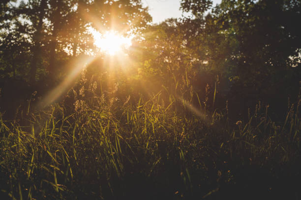 istock Wild grasses against bright sunlight in summer 970854104