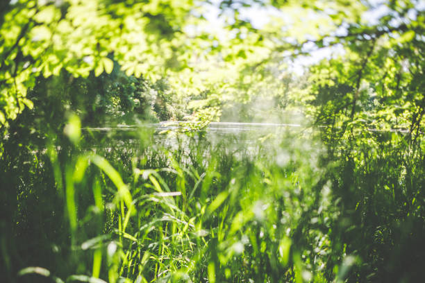 Evening light in the forest by the water