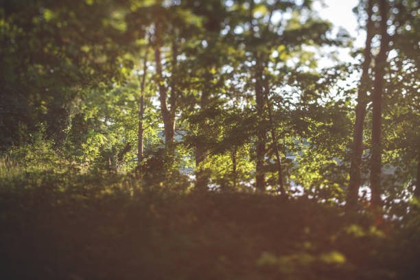 Evening light in the forest by the water