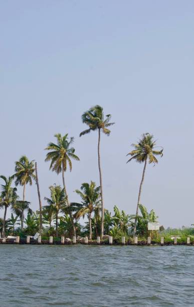 malerischen backwaters mit ländlichen kerala (indien) mit tropischen palmen, unberührte natur und eine wasserstraße führt zu kochi und alleppey - allepey stock-fotos und bilder