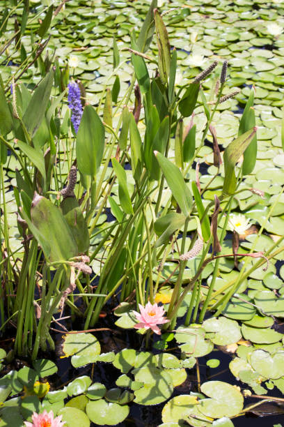 istock Small quiet pond with water lilies and other plants 970863798