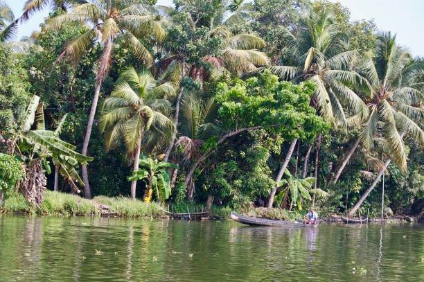 malerischen backwaters mit ländlichen kerala (indien) mit tropischen palmen, unberührte natur und eine wasserstraße führt zu kochi und alleppey - allepey stock-fotos und bilder