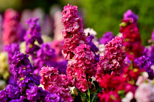 Matthiola incana, or commonly called Stock, is large, showy richly fragrant flower spikes, which come in a fine mixture of colors including red, pink, purple, lavender, blue and white.\nThe name of matthiola incana also includes Brompton stock, Garden stock, Night-scented stock, Ten weeks stock, Evening-scented stock and Gilly flower.