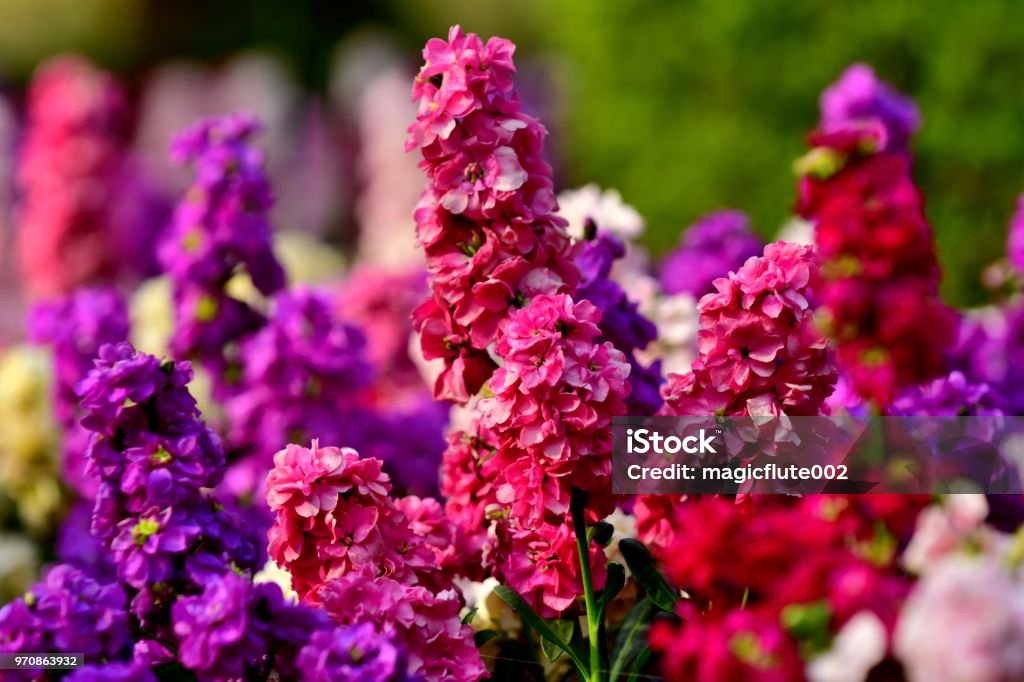 Matthiola incana / Stock Flowers Matthiola incana, or commonly called Stock, is large, showy richly fragrant flower spikes, which come in a fine mixture of colors including red, pink, purple, lavender, blue and white.
The name of matthiola incana also includes Brompton stock, Garden stock, Night-scented stock, Ten weeks stock, Evening-scented stock and Gilly flower. Flower Stock Photo