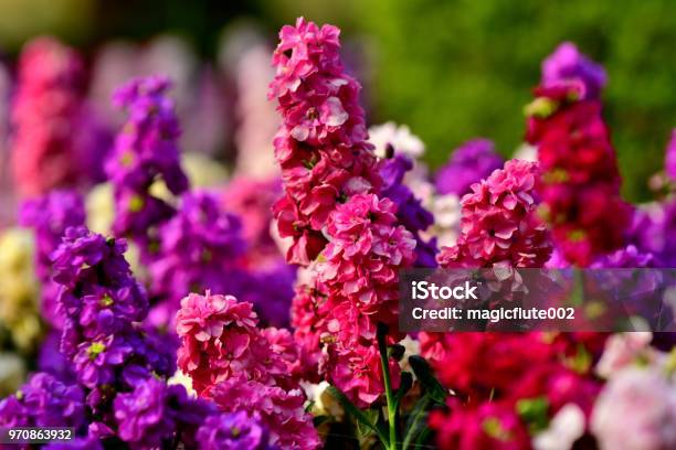 Matthiola Incana Stock Flowers Stock Photo - Download Image Now - Flower, Annual - Plant Attribute, Matthiola Incana