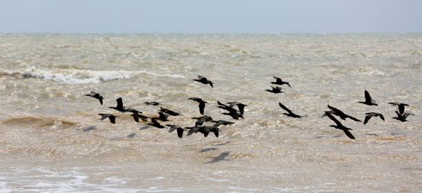 istock cormorants fly over sea water 970864480