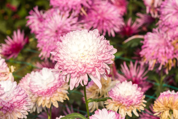 istock Flowers, flowers chrysanthemum, Chrysanthemum wallpaper 970867096