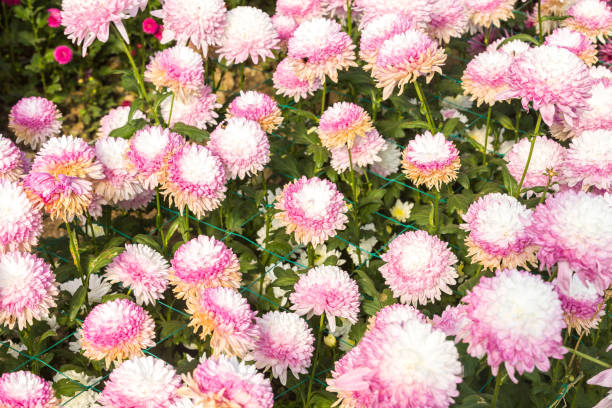 istock Flowers, flowers chrysanthemum, Chrysanthemum wallpaper 970867098