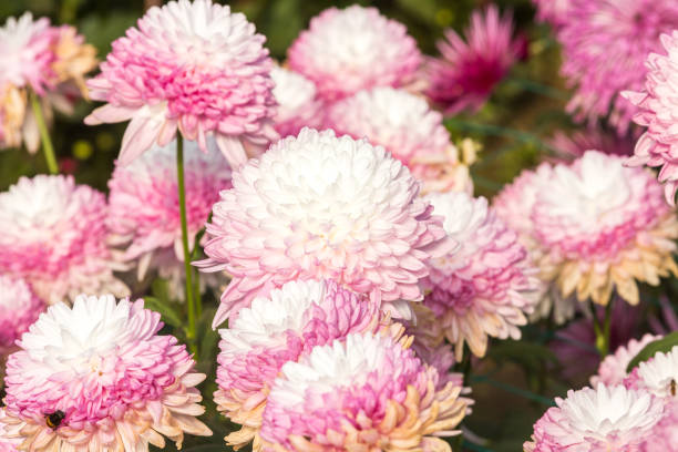 istock Flowers, flowers chrysanthemum, Chrysanthemum wallpaper 970867120