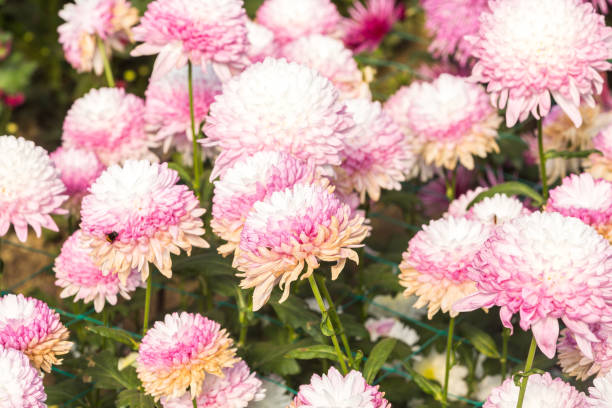 istock Flowers, flowers chrysanthemum, Chrysanthemum wallpaper 970867164