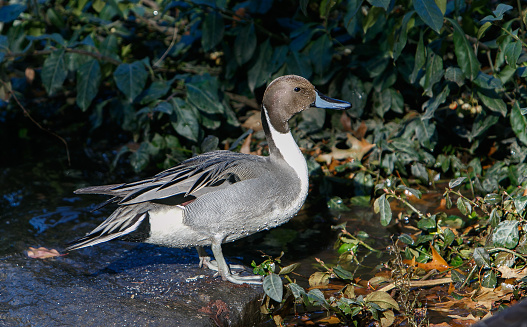 Male Northern Pintail.