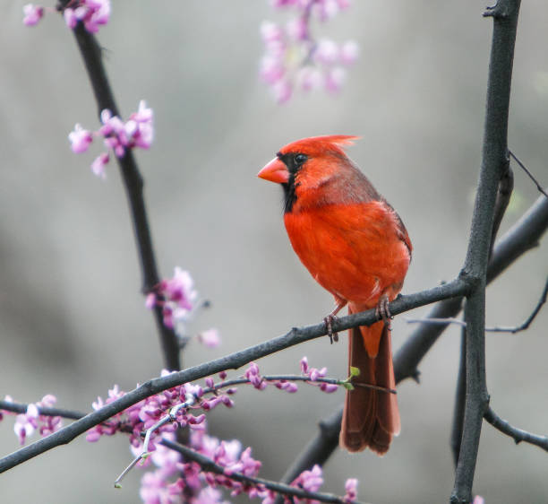 istock Male Northern Cardinal 970867450