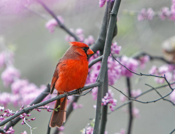 istock Male Northern Cardinal 970867470