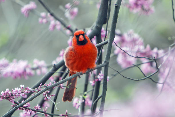 istock Male Northern Cardinal 970867478