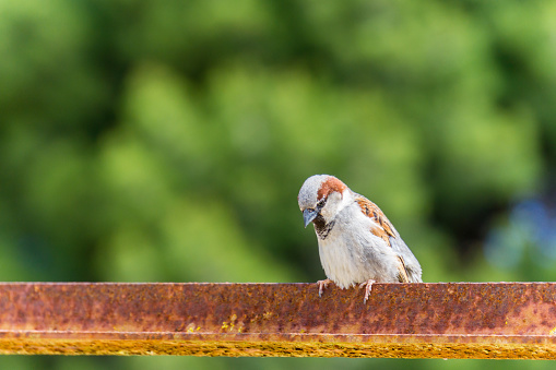 Mallorca, Face down of little sparrow on rusty rod